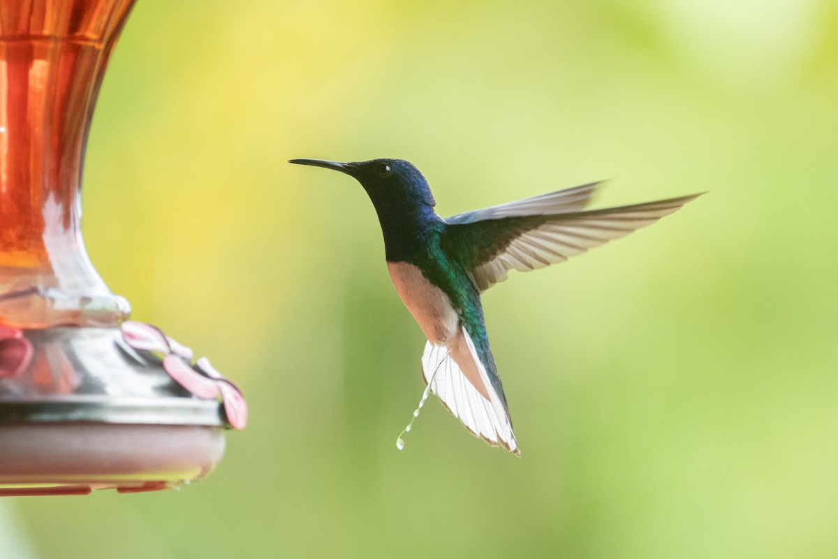 White-necked Jacobin - ML645974535