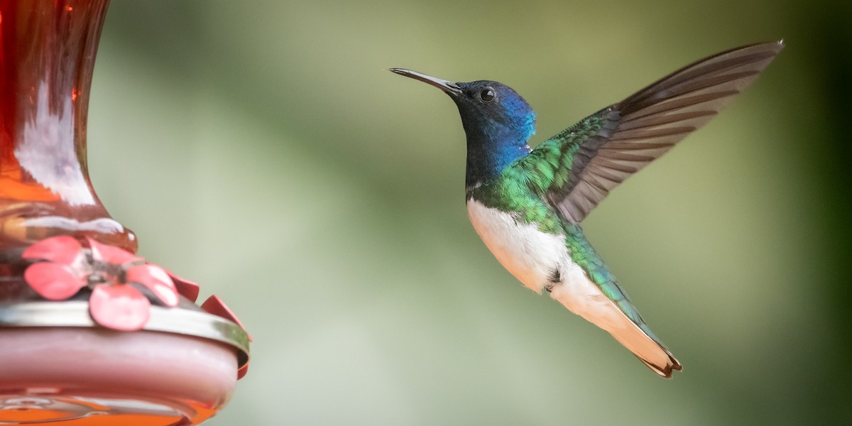 White-necked Jacobin - ML645974536