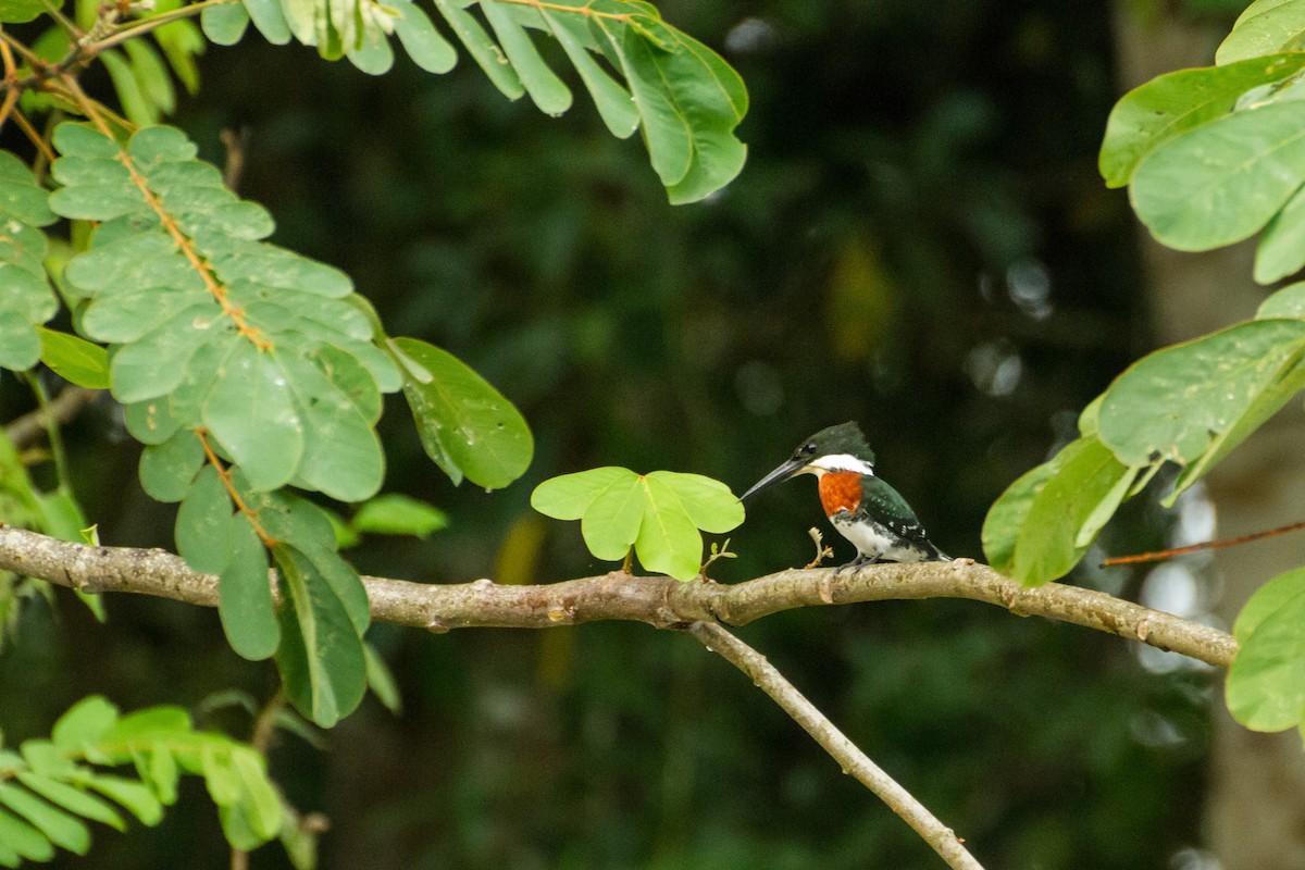 Green Kingfisher - ML645974537