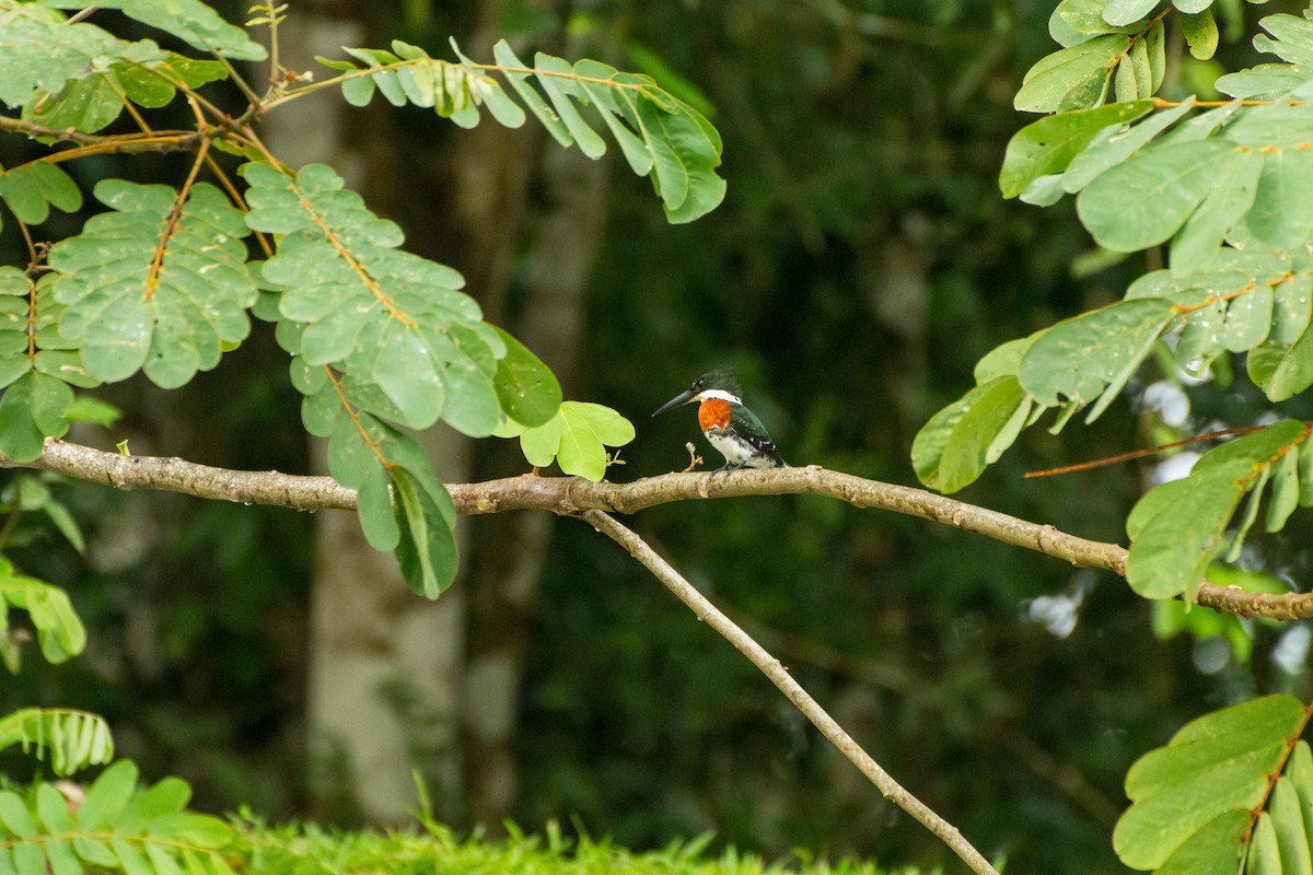 Green Kingfisher - ML645974538
