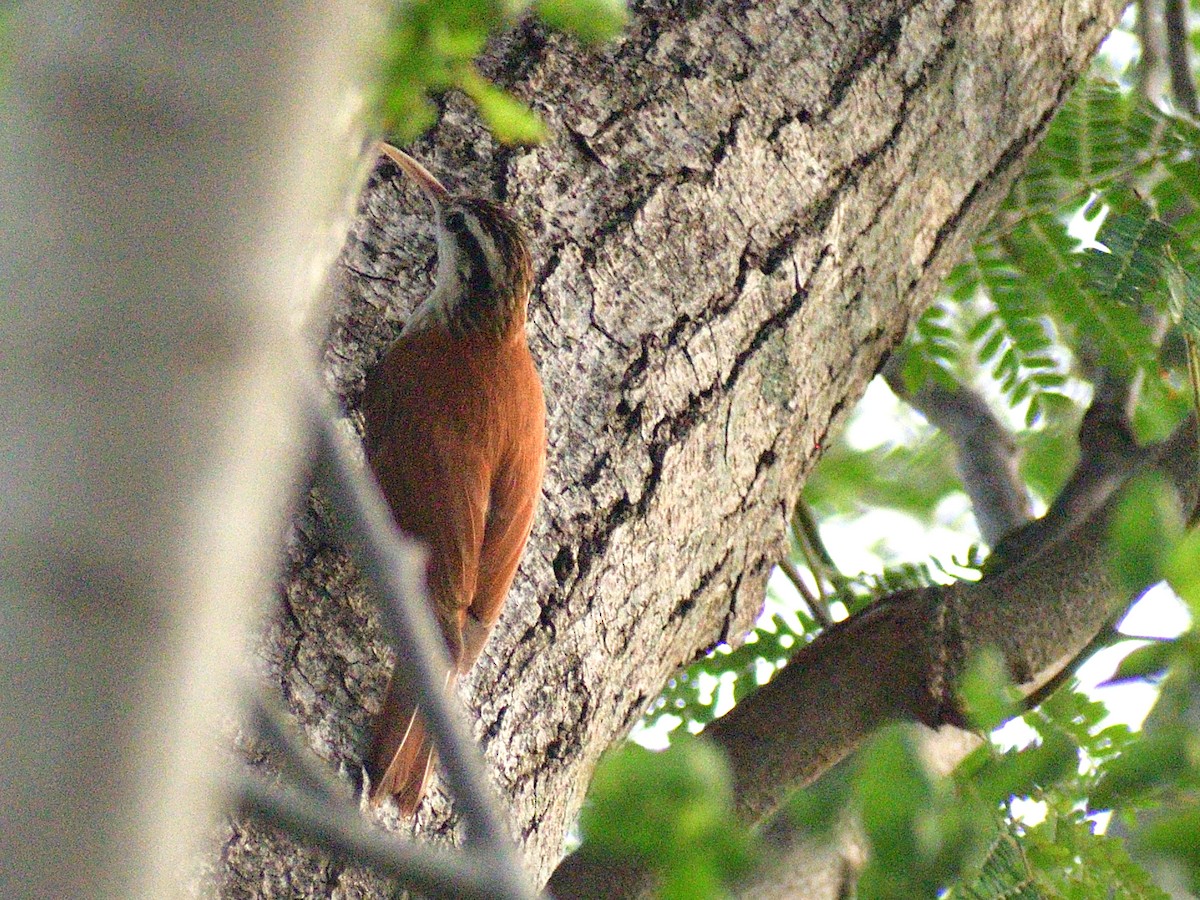 Narrow-billed Woodcreeper - ML645974539