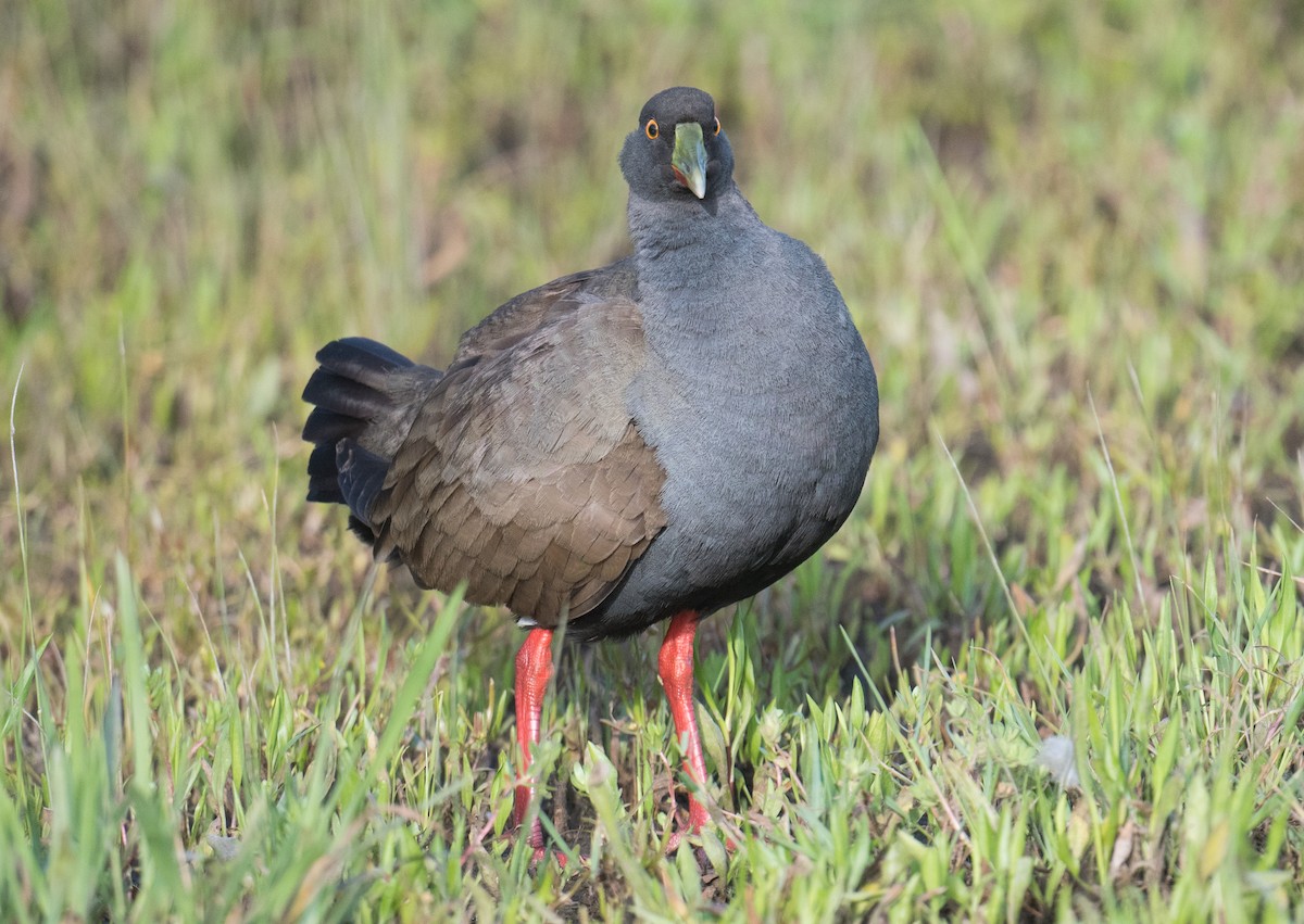 Black-tailed Nativehen - ML645974540