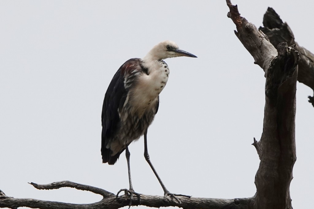 Pacific Heron - ML645974541
