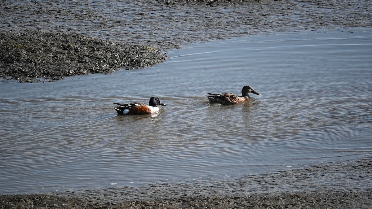 Northern Shoveler - ML645974542