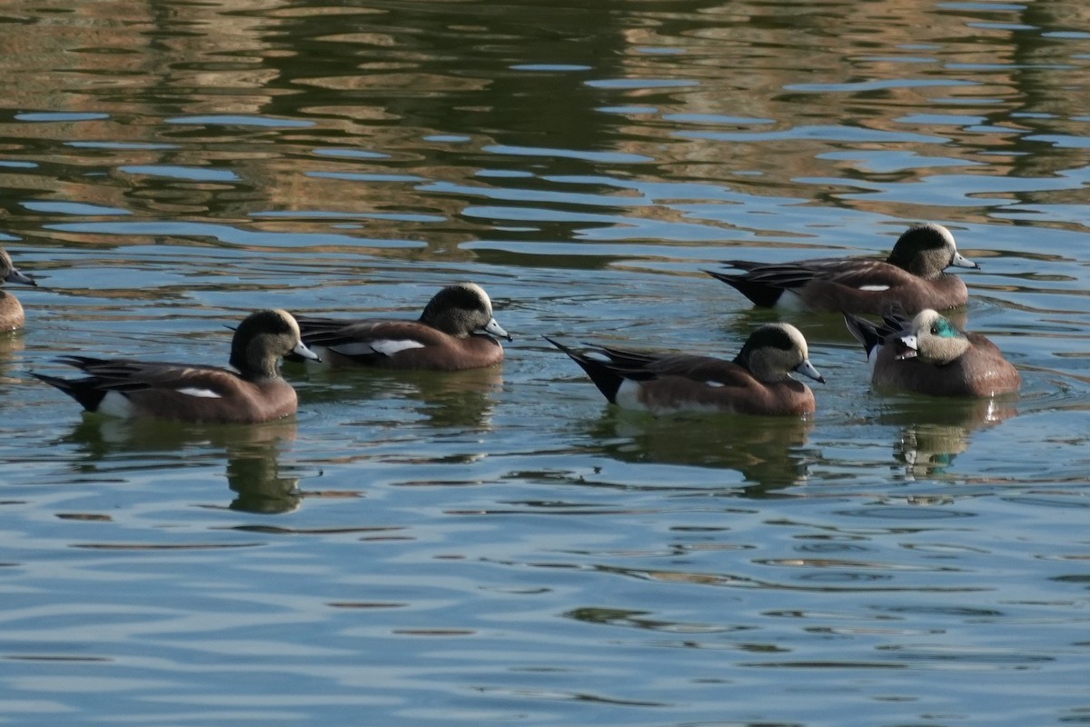 American Wigeon - ML645974543