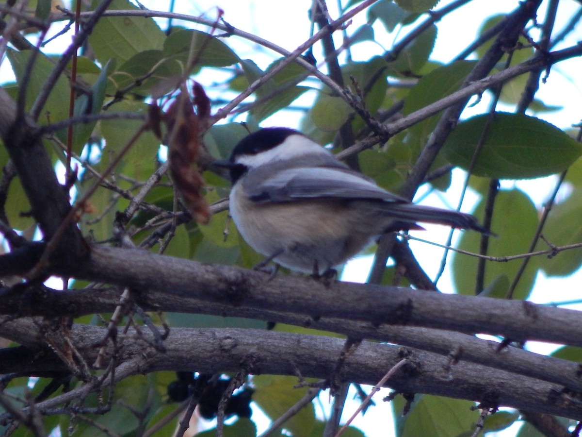Black-capped Chickadee - ML645974544