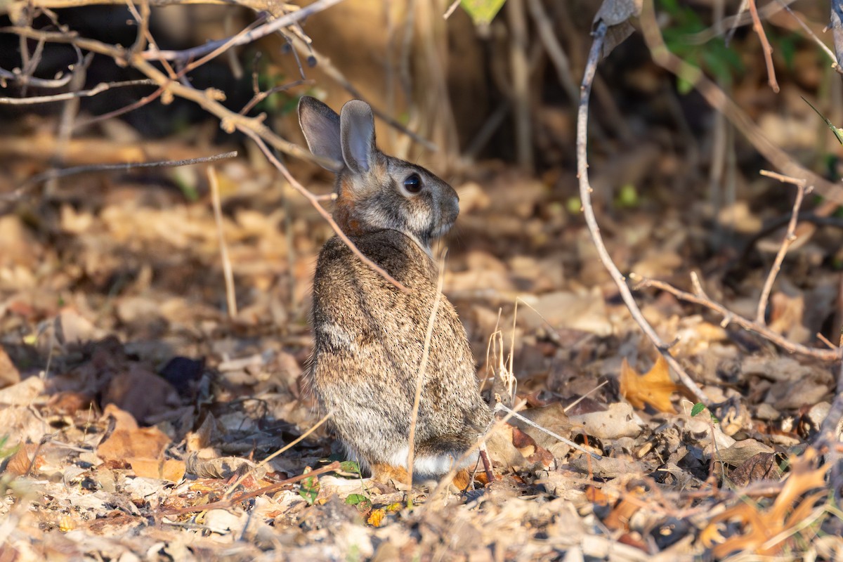 Eastern Cottontail - ML645974546