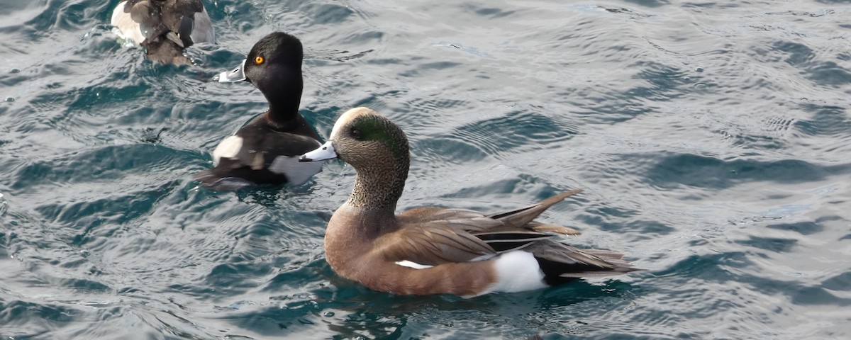 American Wigeon - ML645974547