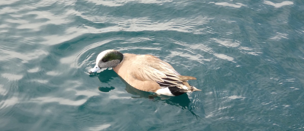 American Wigeon - ML645974548