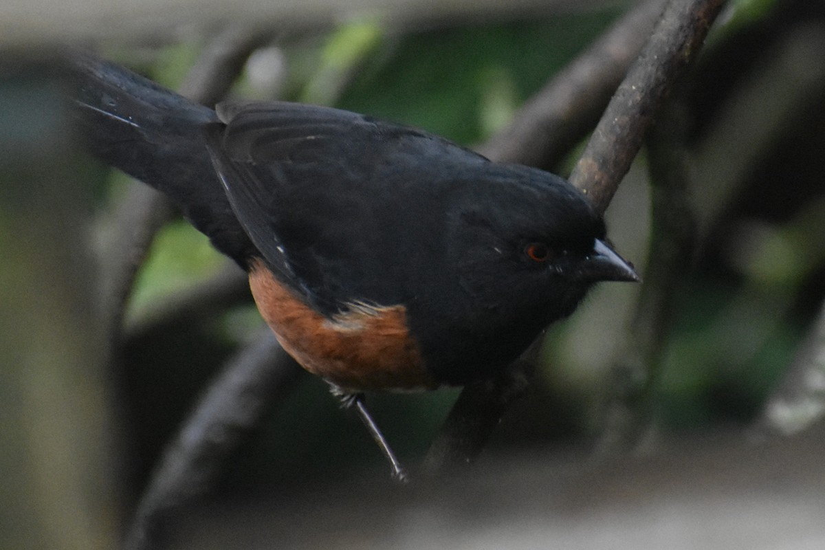 Spotted Towhee - ML645974549