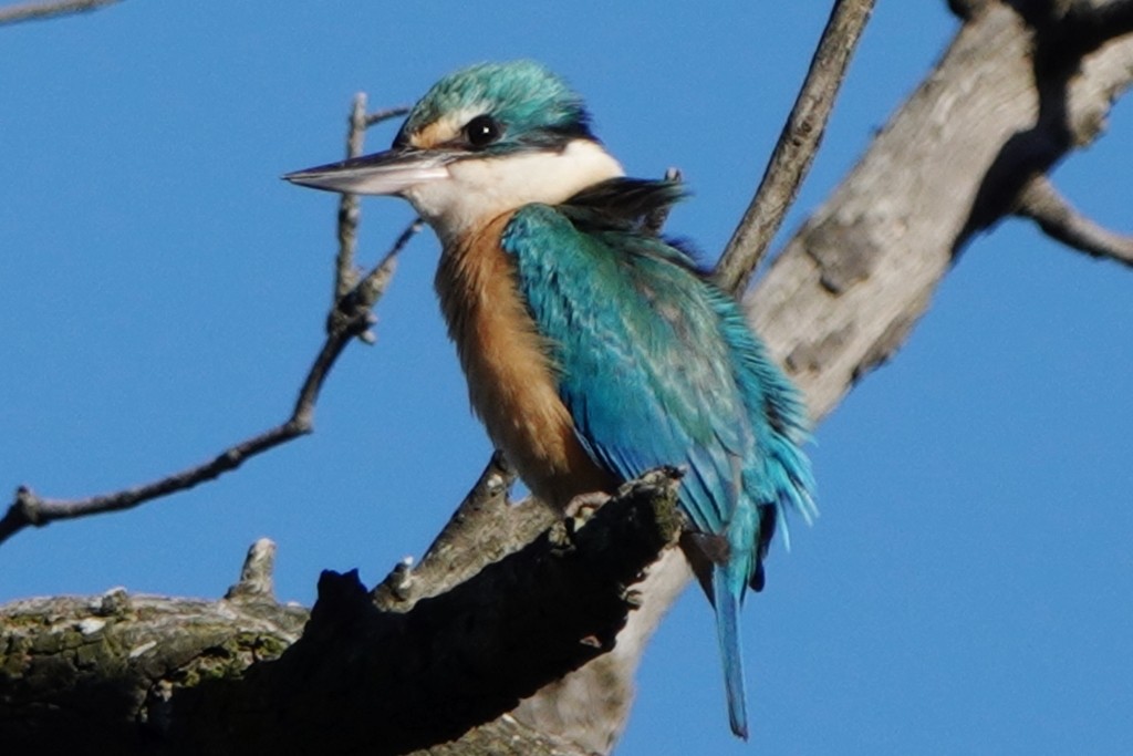 Sacred Kingfisher - ML645974550