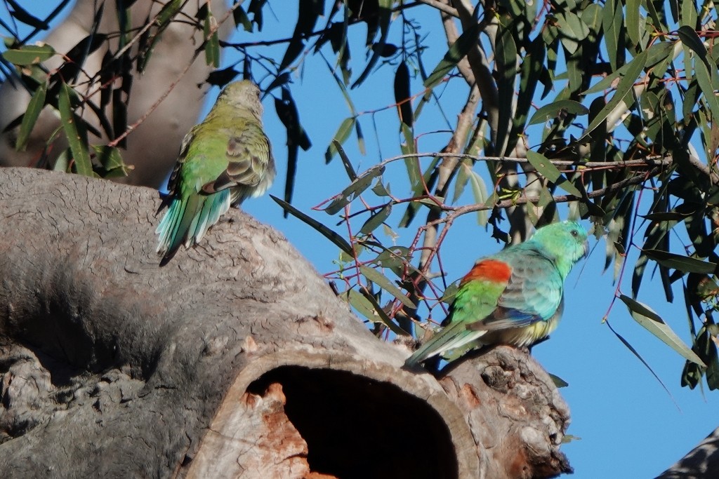 Red-rumped Parrot - ML645974565