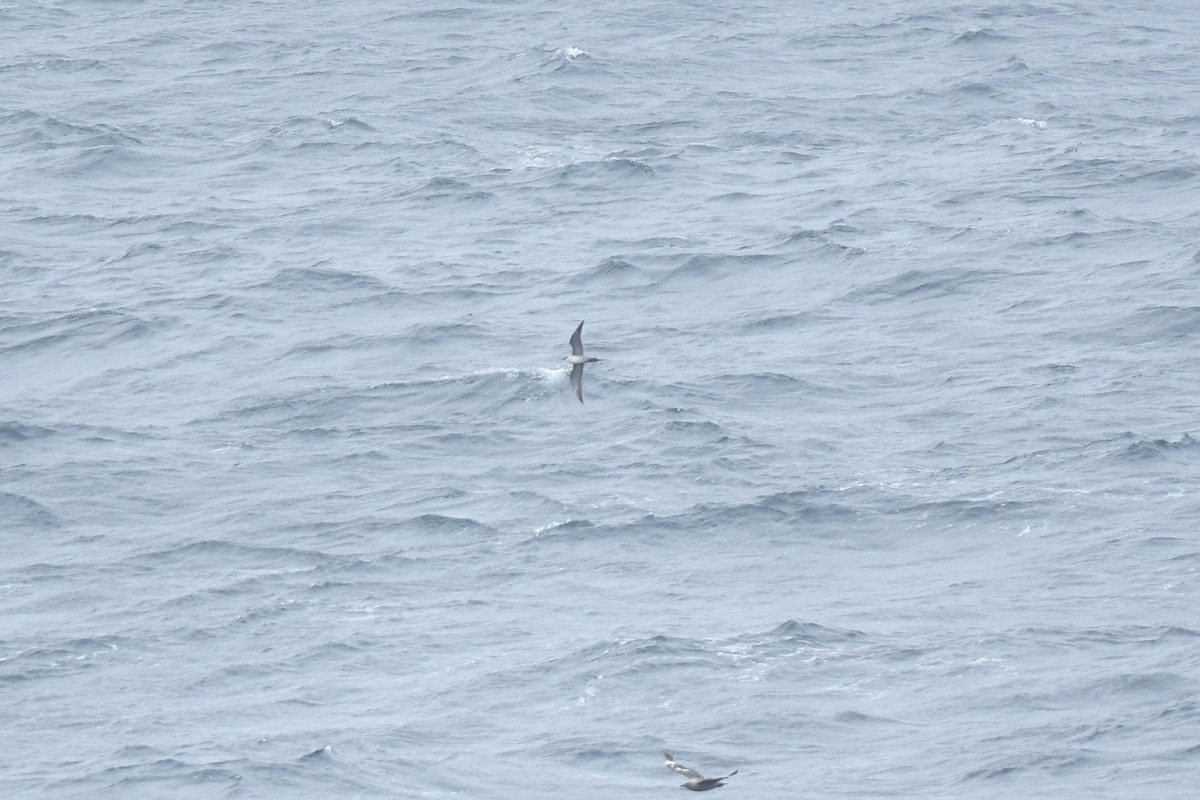 Long-tailed Jaeger - ML645974569