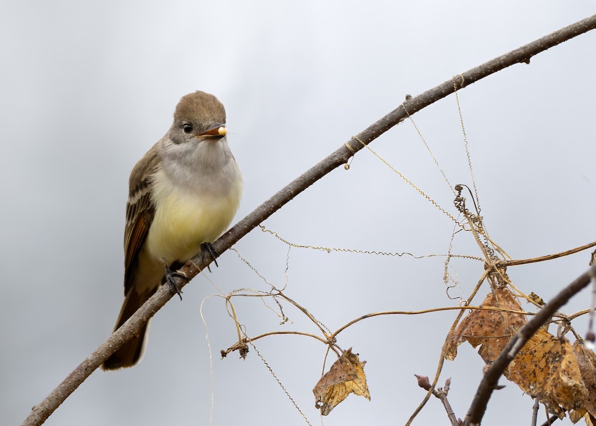 Копетон світлочеревий - ML645974577