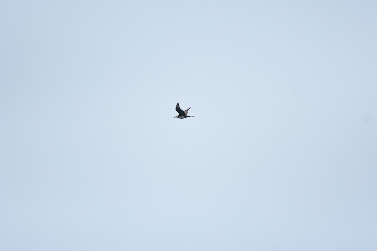 Pomarine Jaeger - ML645974578