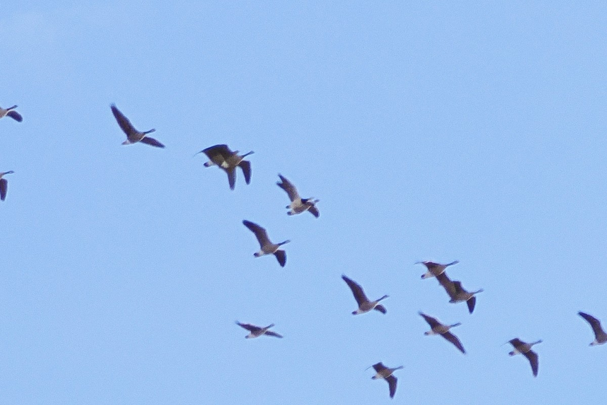 Barnacle Goose - ML645974579