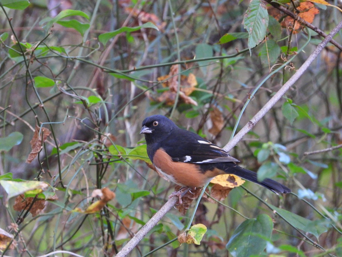 Toquí Flanquirrufo (alleni/rileyi) - ML645974581