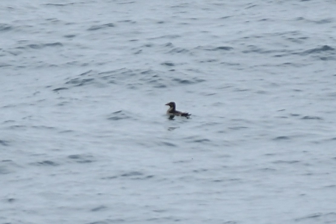 Rhinoceros Auklet - ML645974590