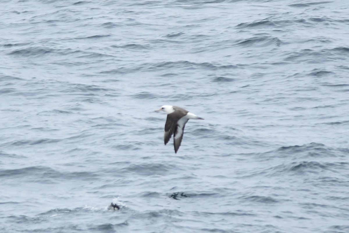 Laysan Albatross - ML645974593