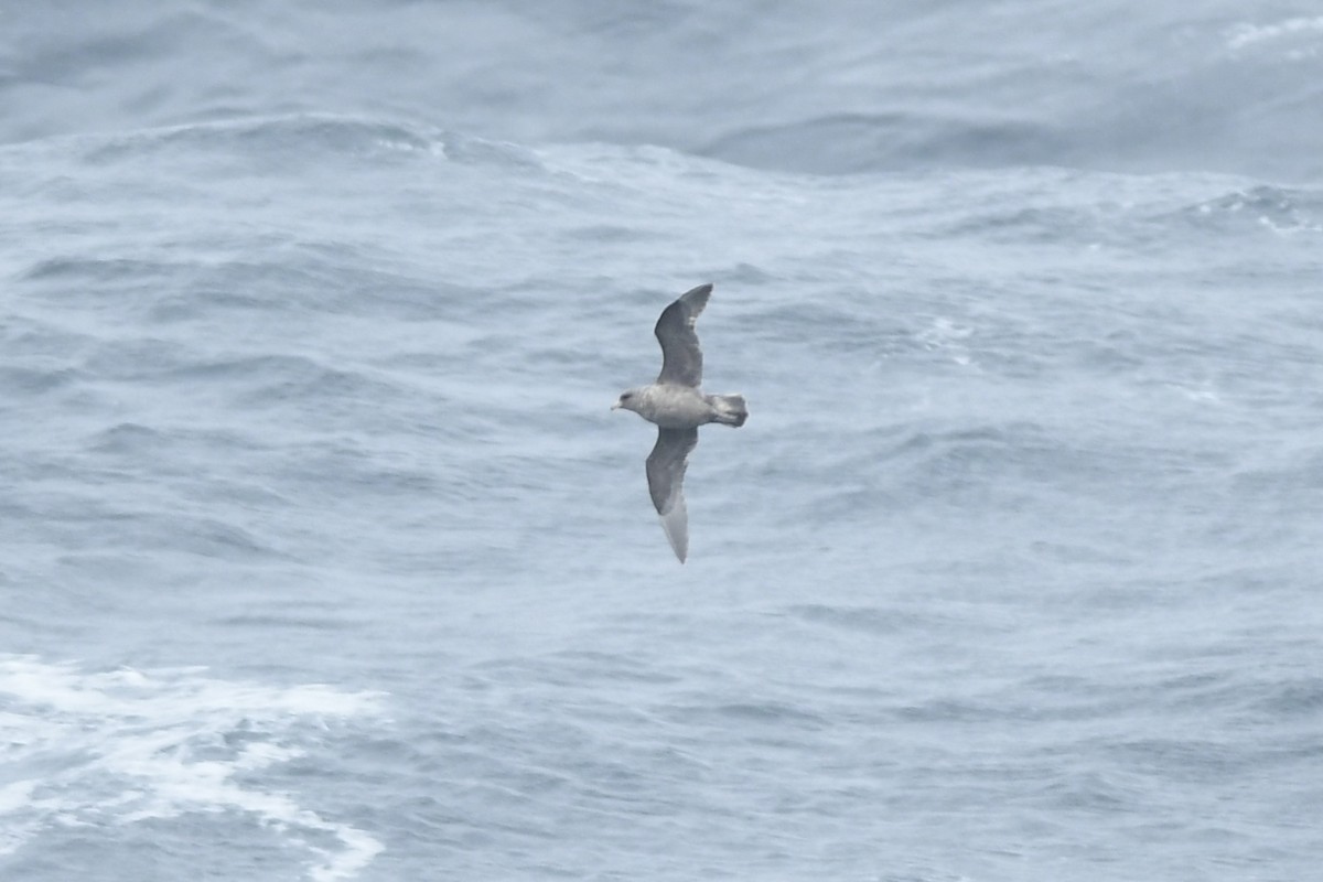 Northern Fulmar - ML645974596
