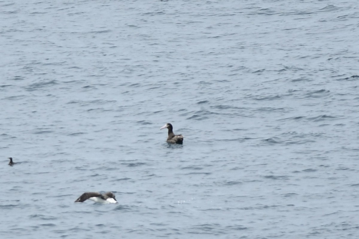 Short-tailed Albatross - ML645974603