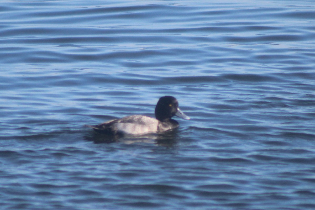 Lesser Scaup - ML645974607