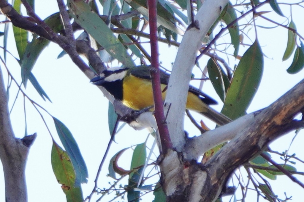 Eastern Shrike-tit - ML645974615