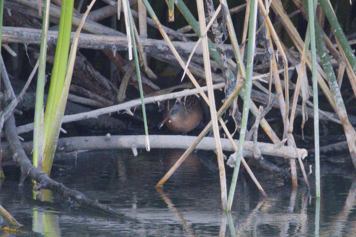Virginia Rail - ML645974616