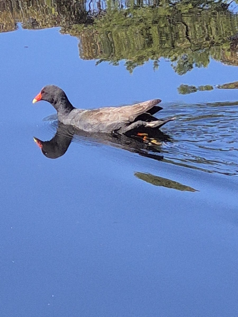 Dusky Moorhen - ML645974617
