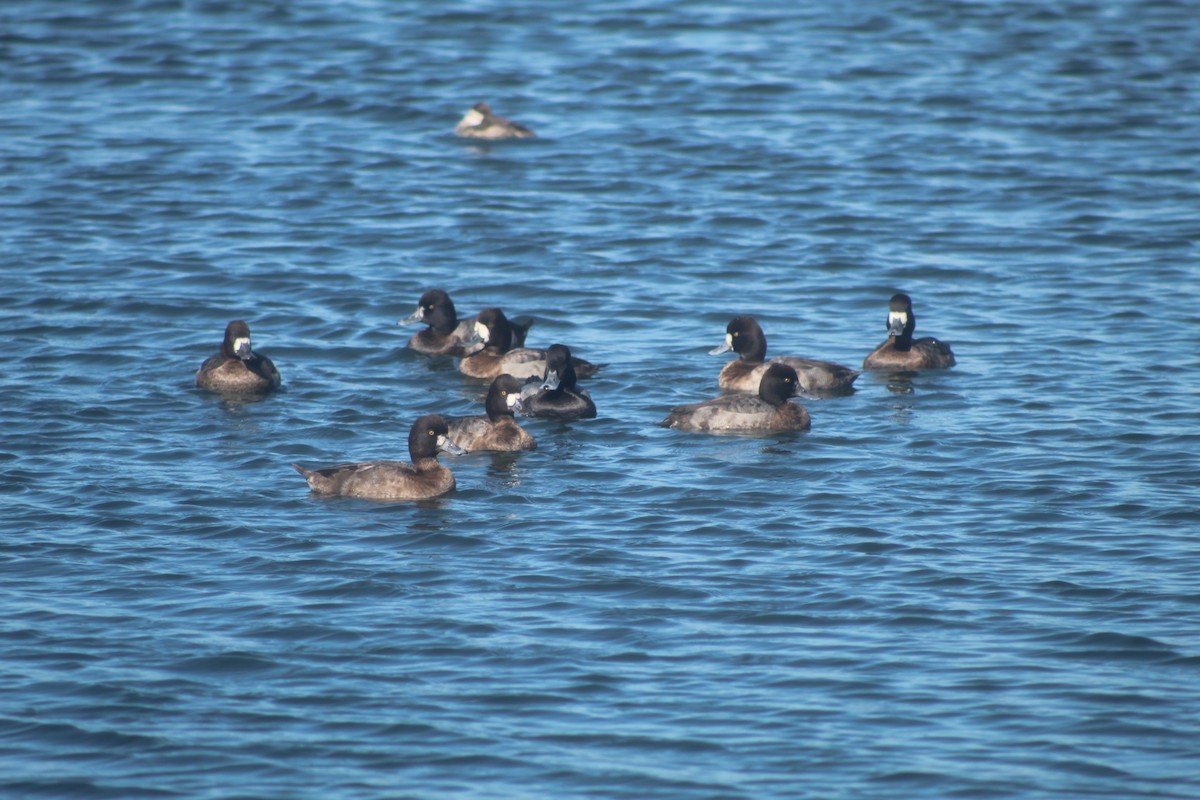 Lesser Scaup - ML645974622