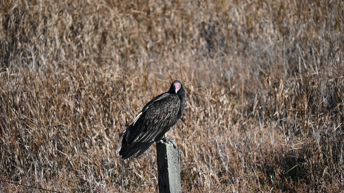 Aura Gallipavo (grupo Aura) - ML645974631