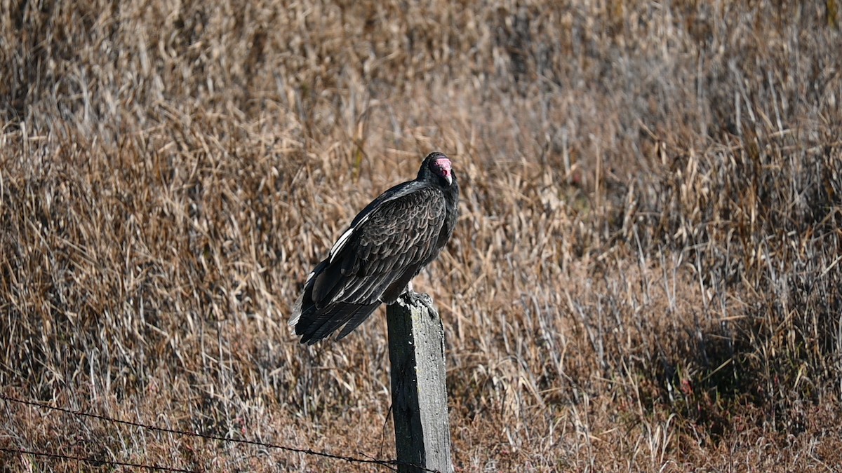 Aura Gallipavo (grupo Aura) - ML645974632