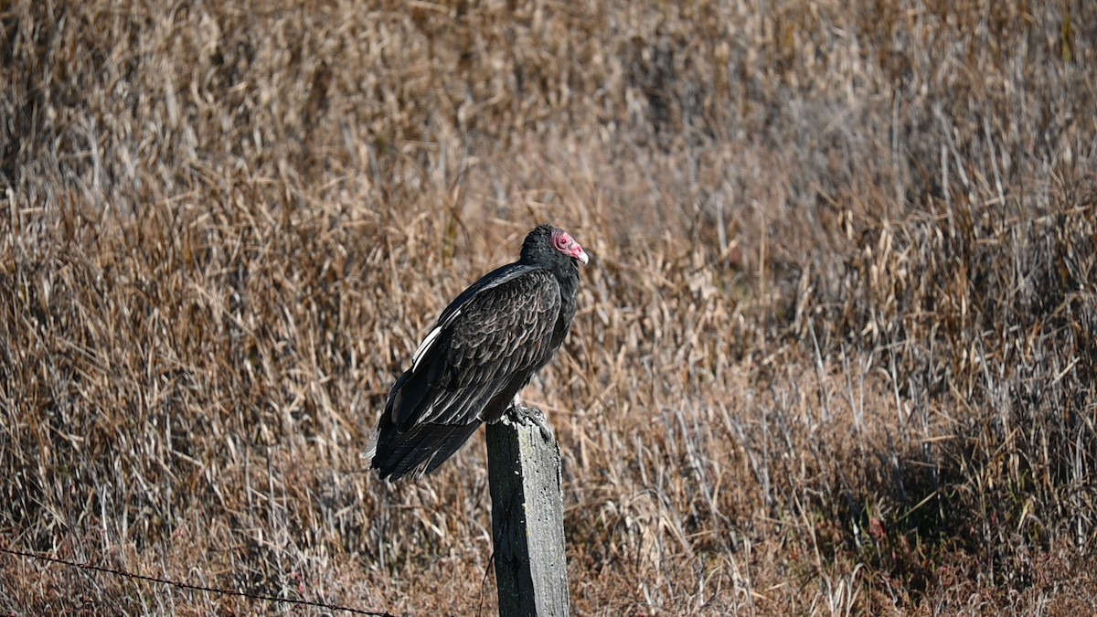 Aura Gallipavo (grupo Aura) - ML645974633