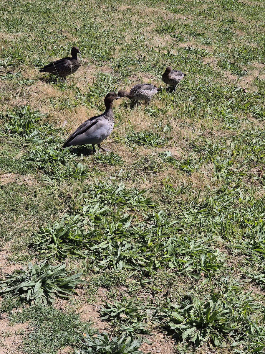 Maned Duck - ML645974636