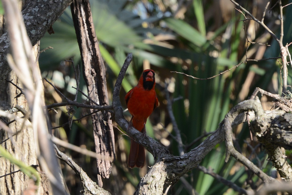 rødkardinal - ML645974637