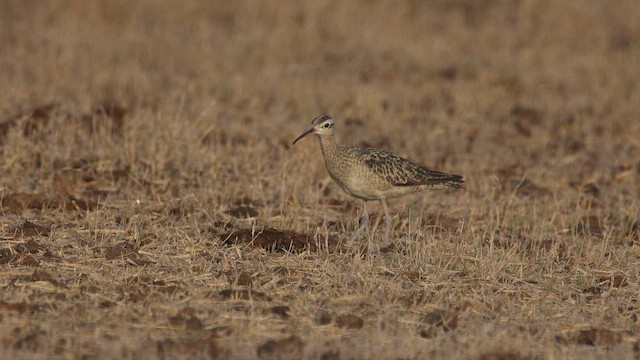 Кроншнеп-малютка - ML645974638