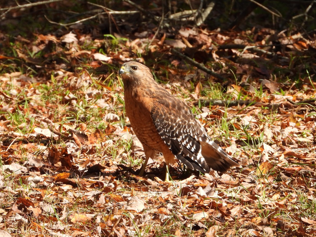 Busardo Pechirrojo - ML645974640