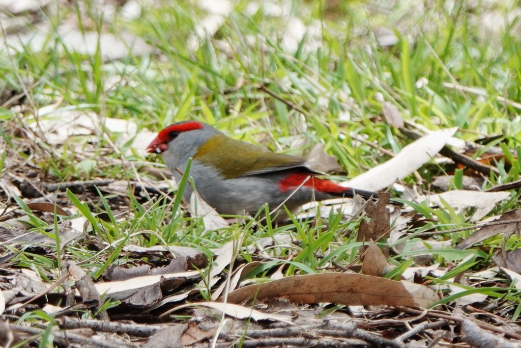 Red-browed Firetail - ML645974654