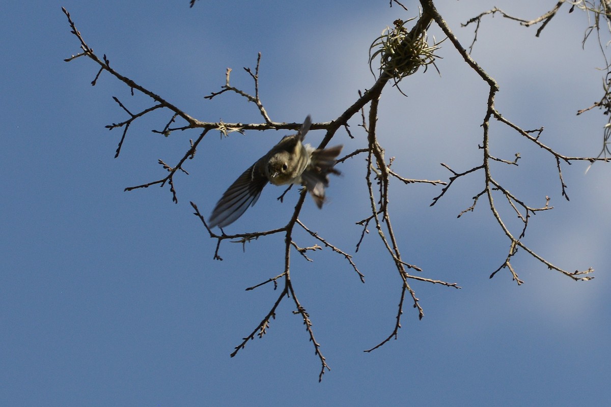 Ruby-crowned Kinglet - ML645974660