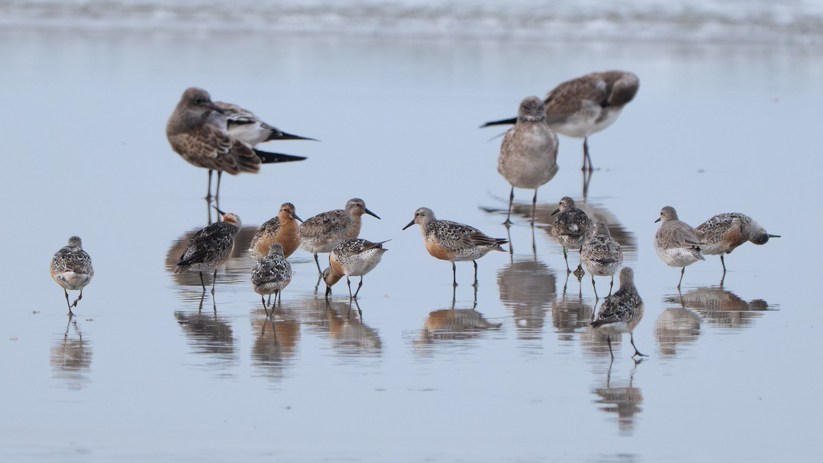 jespák rezavý - ML645974665