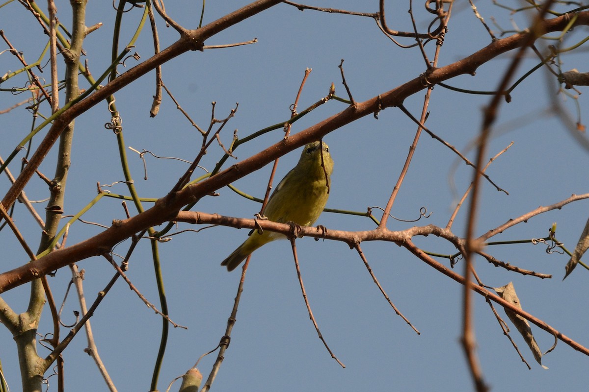 Orange-crowned Warbler - ML645974666