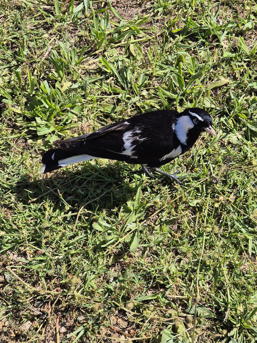 Magpie-lark - ML645974668