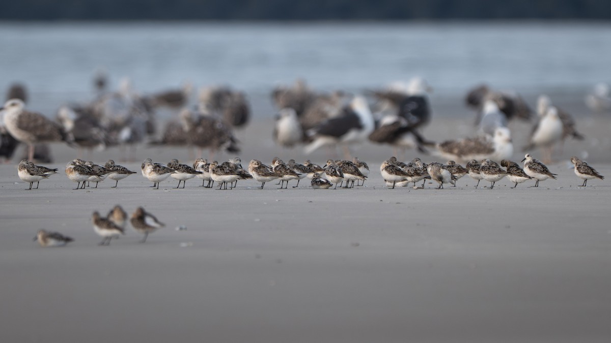 Txirri zuria - ML645974669