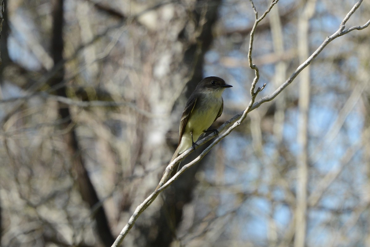 Eastern Phoebe - ML645974670