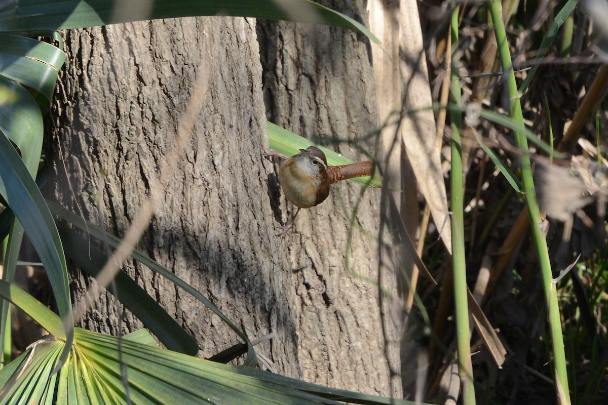 Carolina Wren - ML645974675