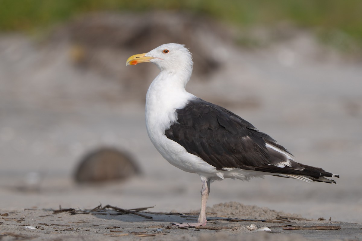 Great Black-backed Gull - ML645974678