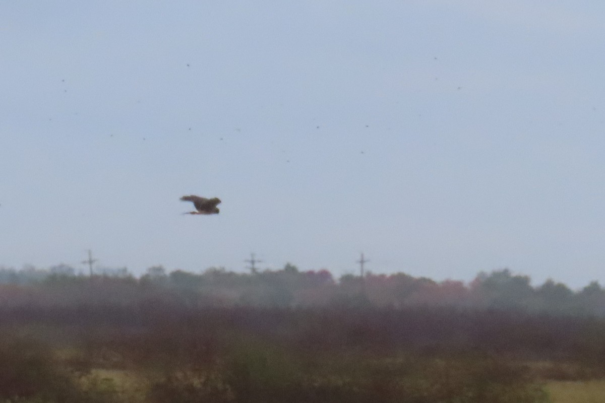 mørkmyrhauk - ML645974683