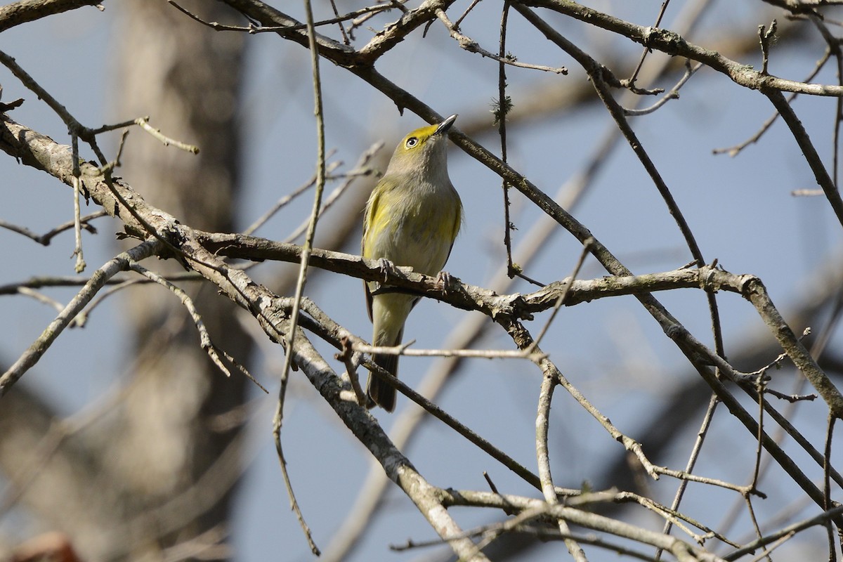 White-eyed Vireo - ML645974684