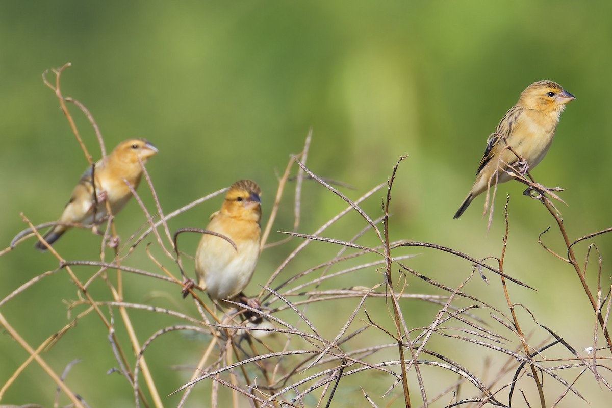 Asian Golden Weaver - ML645974705