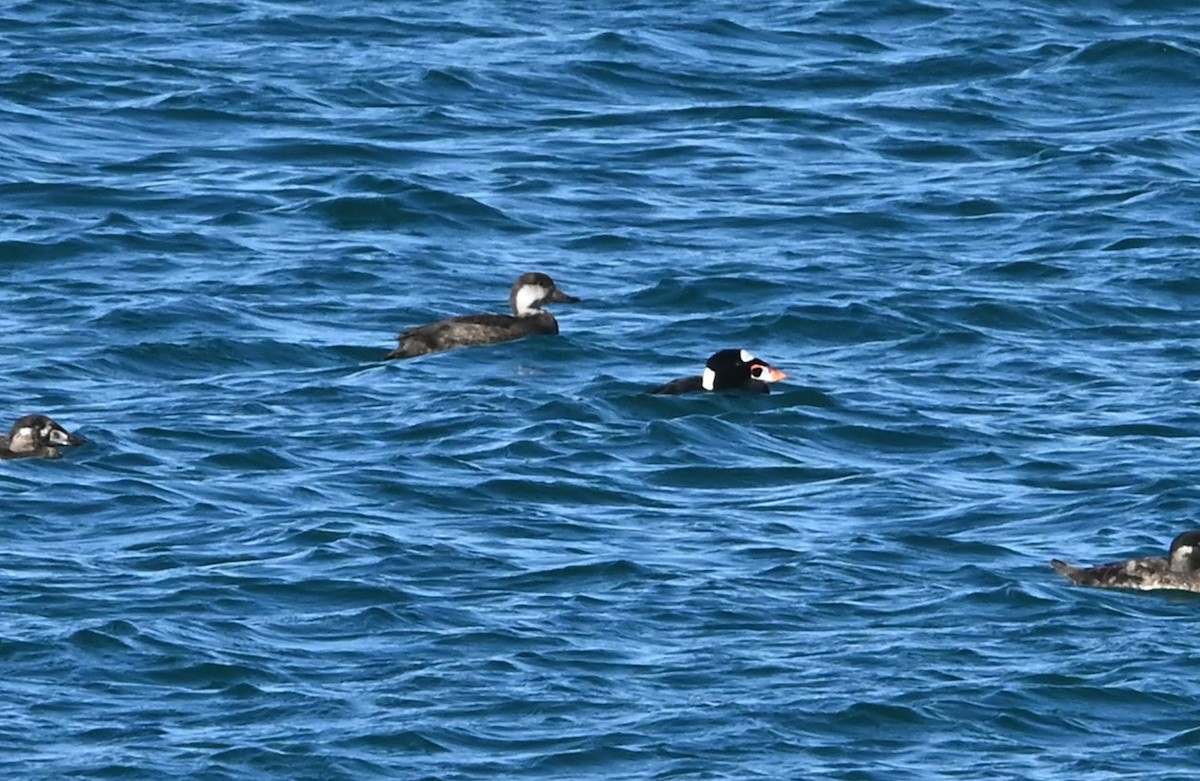 Black Scoter - ML645974706